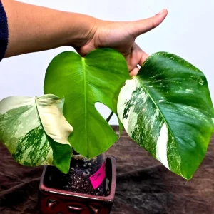 Variegated Monstera Albo Live Plant - Rare Indoor Houseplant - White Borsigiana - Image 2