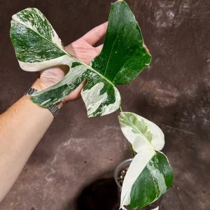 Variegated Monstera Albo Live Plant - Rare Indoor Houseplant with White & Green Leaves - Image 2