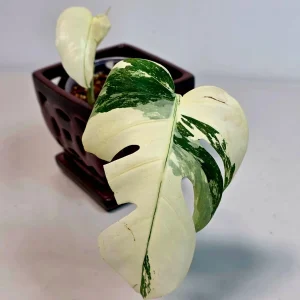 Variegated Monstera Albo Live Plant - Rare Indoor Houseplant - White Borsigiana Albo Potted - Image 2