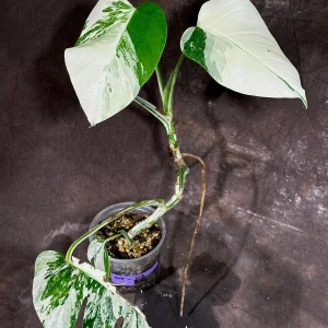 Variegated Monstera Albo Live Plant - Rare Indoor Houseplant - White & Green Leaves - Image 2
