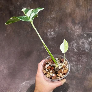 Variegated Monstera Albo Live Plant - Rare Indoor Houseplant - White Borsigiana - Image 3