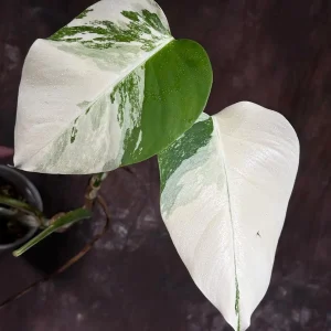 Variegated Monstera Albo Live Plant - Rare Indoor Houseplant with White Variegation - Image 3