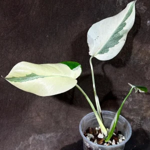 Variegated Monstera Albo Live Plant - Rare Indoor Houseplant - White & Green Leaves - Image 3