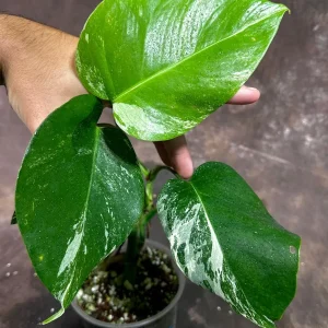 Variegated Monstera Albo Live Plant – Rare Indoor Houseplant – White Borsigiana - Image 3