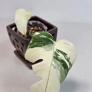 Variegated Monstera Albo Live Plant - Rare Indoor Houseplant - White Borsigiana Albo Potted - Image 3