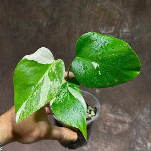 Variegated Monstera Albo Live Plant - Rare Indoor Houseplant - White & Green Leaves - Image 3