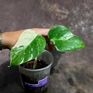 Variegated Monstera Albo Live Plant - Rare Indoor Houseplant with White Variegation - Image 3