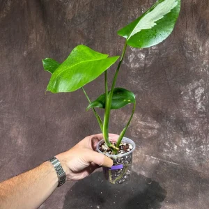 Variegated Monstera Albo Live Plant – Rare Indoor Houseplant – White Borsigiana - Image 3