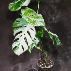 Variegated Monstera Albo Live Plant - Rare Indoor Houseplant - White Variegation - Image 3