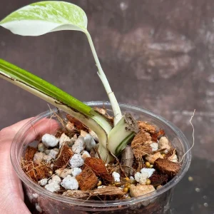 Variegated Monstera Albo Live Plant - Rare Indoor Houseplant - White Borsigiana - Image 4