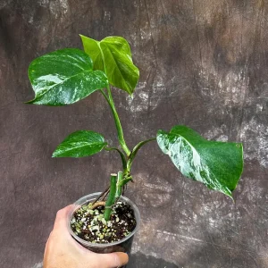 Variegated Monstera Albo Live Plant – Rare Indoor Houseplant – White Borsigiana - Image 4