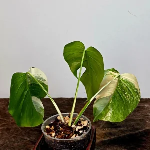 Variegated Monstera Albo Live Plant - Rare Indoor Houseplant - White Borsigiana - Image 4