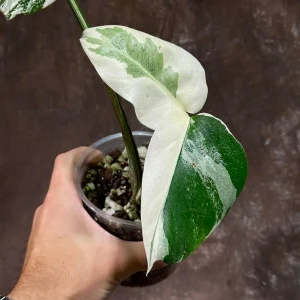 Variegated Monstera Albo Live Plant - Rare Indoor Houseplant with White & Green Leaves - Image 4