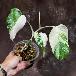 Variegated Monstera Albo Live Plant - Rare Indoor Houseplant with White & Green Leaves - Image 4