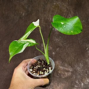 Variegated Monstera Albo Live Plant - Rare Indoor Houseplant - White & Green Leaves - Image 4