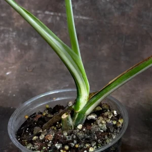 Variegated Monstera Albo Live Plant - Rare Indoor Houseplant - White & Green Leaves - Image 4