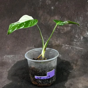 Variegated Monstera Albo Live Plant - Rare Indoor Houseplant with White Variegation - Image 4