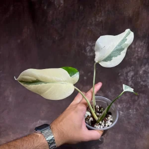Variegated Monstera Albo Live Plant - Rare Indoor Houseplant with White Variegation - Image 4