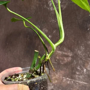 Variegated Monstera Albo Live Plant – Rare Indoor Houseplant – White Borsigiana - Image 5