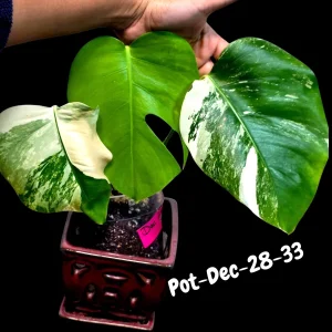 Variegated Monstera Albo Live Plant – Rare Indoor Houseplant – White & Green Foliage - Image 5