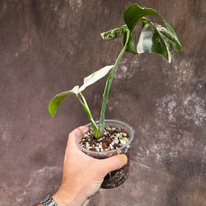 Variegated Monstera Albo Live Plant - Rare Indoor Houseplant - White Variegation - Image 5