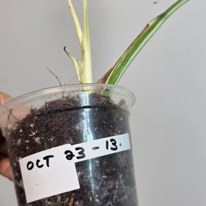 Variegated Monstera Albo Live Plant - Rare Indoor Houseplant - White Borsigiana Albo Potted - Image 5