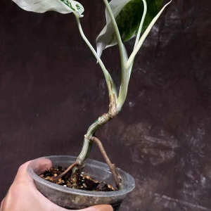 Variegated Monstera Albo Live Plant - Rare Indoor Houseplant with White & Green Leaves - Image 5