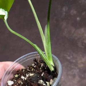 Variegated Monstera Albo Live Plant - Rare Indoor Houseplant - White & Green Leaves - Image 5