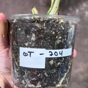 Variegated Monstera Albo Live Plant - Rare Indoor Houseplant - White & Green Leaves - Image 5