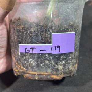 Variegated Monstera Albo Live Plant - Rare Indoor Houseplant with White Variegation - Image 5