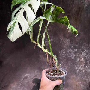 Variegated Monstera Albo Live Plant - Rare Indoor Houseplant - White Variegation - Image 5