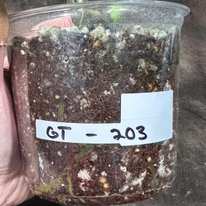 Variegated Monstera Albo Live Plant - Rare Indoor Houseplant with White & Green Leaves - Image 6