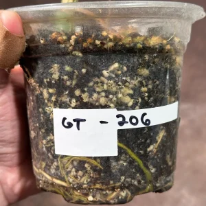 Variegated Monstera Albo Live Plant - Rare Indoor Houseplant with White & Green Leaves - Image 6