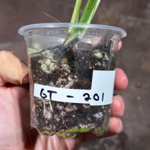 Variegated Monstera Albo Live Plant - Rare Indoor Houseplant - White & Green Leaves - Image 6