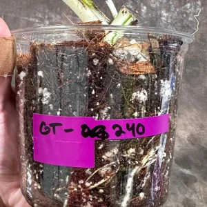 Variegated Monstera Albo Live Plant - Rare Indoor Houseplant - White Borsigiana - Image 6