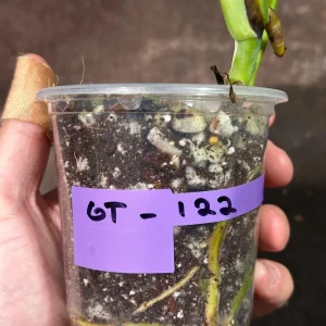 Variegated Monstera Albo Live Plant – Rare Indoor Houseplant – White Borsigiana - Image 6