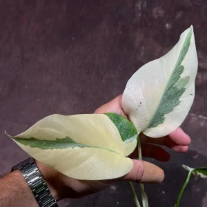 Variegated Monstera Albo Live Plant - Rare Indoor Houseplant - White & Green Leaves - Image 6