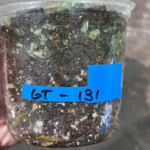 Variegated Monstera Albo Live Plant – Rare Indoor Houseplant – White Borsigiana - Image 6