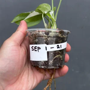 Variegated Monstera Albo Live Plant - Rare Indoor Houseplant - White Borsigiana - Image 6