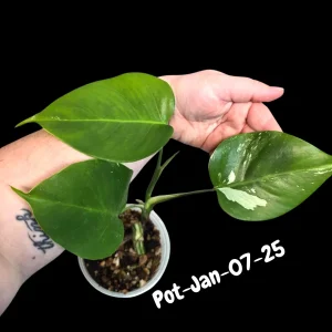 Variegated Monstera Albo Live Plant – Rare Indoor Houseplant – White & Green Foliage - Image 9