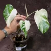 Variegated Monstera Albo Live Plant - Rare Indoor Houseplant with White & Green Leaves - Image 1