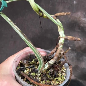 Variegated Monstera Albo Live Plant - Rare Indoor Potted Houseplant - Image 5