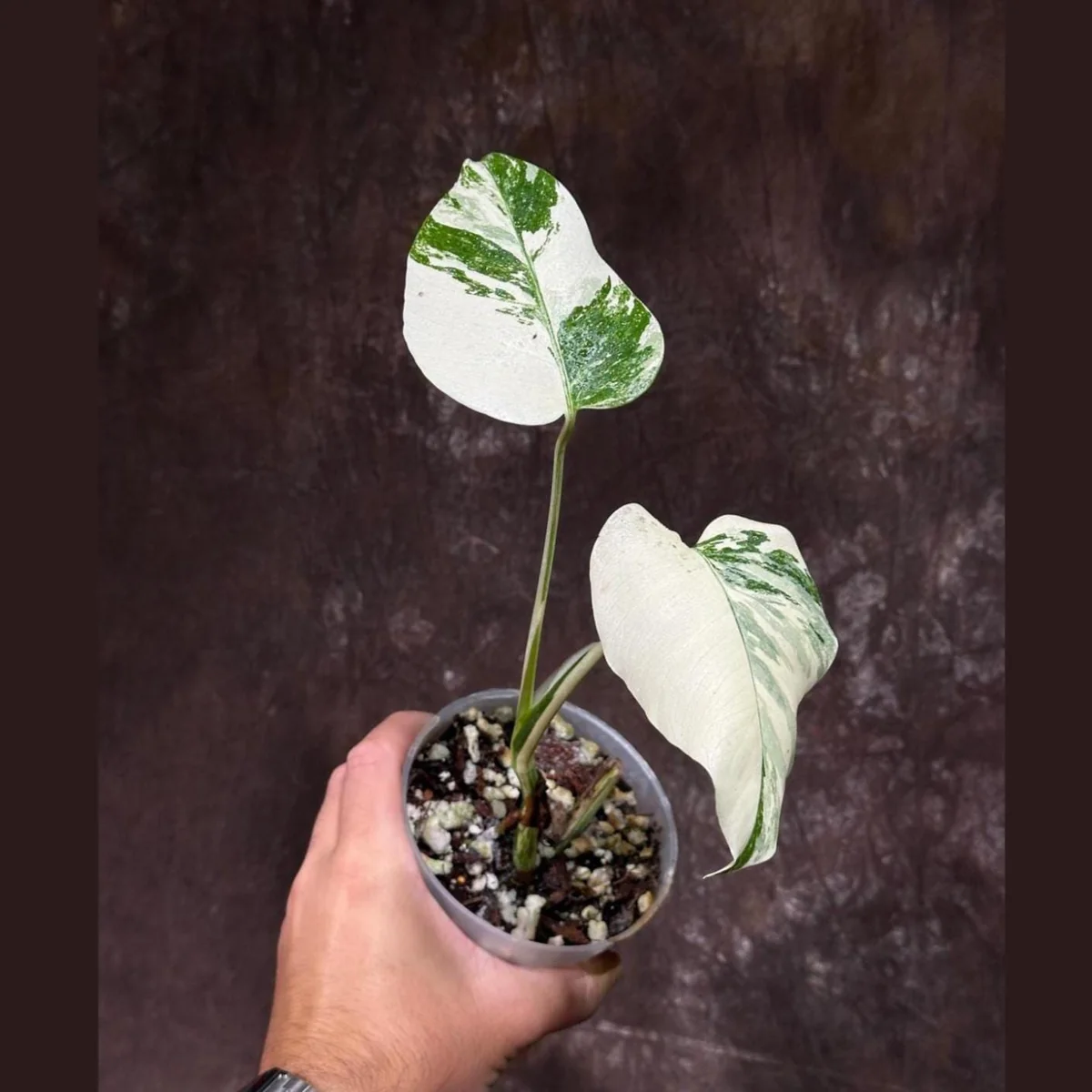 Variegated Monstera Albo Live Plant - Rare Indoor White Borsigiana Houseplant - Image 1
