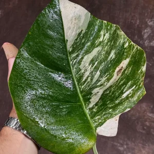 Variegated Monstera Albo Live Plant - Rare Indoor White Monstera Borsigiana - Image 2