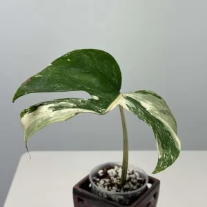 Variegated Monstera Albo Live Plant - Rare Indoor White Albo Borsigiana - Single Leaf - Image 2