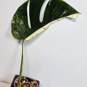 Variegated Monstera Albo Live Plant - Rare Indoor White Monstera Borsigiana - Image 2