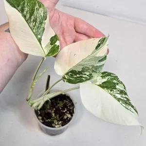 Variegated Monstera Albo Live Plant - Rare Indoor White Monstera Borsigiana Houseplant - Image 2