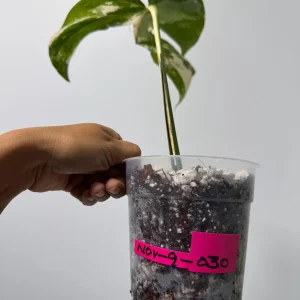 Variegated Monstera Albo Live Plant - Rare Indoor White Albo Borsigiana - Single Leaf - Image 3