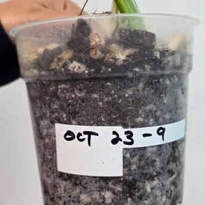 Variegated Monstera Albo Live Plant - Rare Indoor White Monstera Borsigiana - Image 3