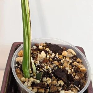 Variegated Monstera Albo Live Plant - Rare Indoor White Monstera Borsigiana - Image 3